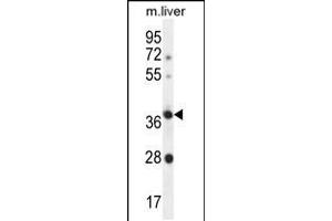Western blot analysis in mouse liver tissue lysates (35ug/lane). (OR4A15 antibody  (C-Term))