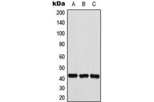 Western blot analysis of HEXIM2 expression in HepG2 (A), HeLa (B), A549 (C) whole cell lysates. (HEXIM2 antibody  (Center))