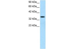 Western Blotting (WB) image for anti-Lymphoid Enhancer-Binding Factor 1 (LEF1) antibody (ABIN2460459) (LEF1 antibody)