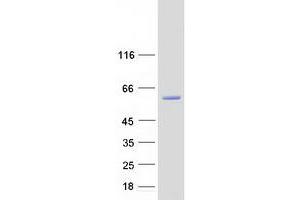 Validation with Western Blot (NOVA1 Protein (Transcript Variant 2) (Myc-DYKDDDDK Tag))