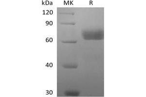 Western Blotting (WB) image for butyrophilin, Subfamily 2, Member A2 (BTN2A2) protein (Biotin) (ABIN7319888) (BTN2A2 Protein (Biotin))
