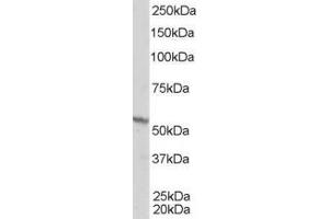 ABIN185296 staining (1µg/ml) of A431 lysate (RIPA buffer, 35µg total protein per lane). (Retinoid X Receptor beta antibody  (AA 70-83))