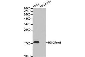Western blot analysis of extracts of HeLa cell line and H3 protein expressed in E. (Histone 3 antibody  (H3K27me))