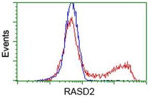 HEK293T cells transfected with either RC201454 overexpress plasmid (Red) or empty vector control plasmid (Blue) were immunostained by anti-RASD2 antibody (ABIN2453975), and then analyzed by flow cytometry. (RASD2 antibody)