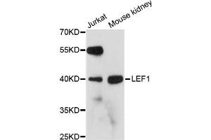 Western blot analysis of extracts of various cell lines, using LEF1 antibody. (LEF1 antibody)