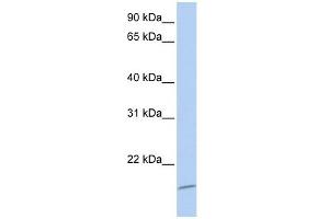 ASCL4 antibody used at 0. (ASCL4 antibody  (N-Term))