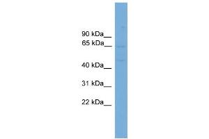 WB Suggested Anti-SLC10A3  Antibody Titration: 0. (SLC10A3 antibody  (Middle Region))