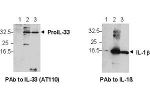 Endogenous IL-33 is detected in the supernatant of THP1 using PAb to IL-33 (AT110) . (IL-33 antibody  (AA 112-270))