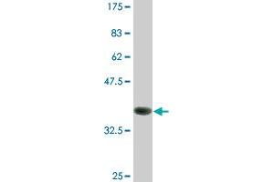 Western Blot detection against Immunogen (36.