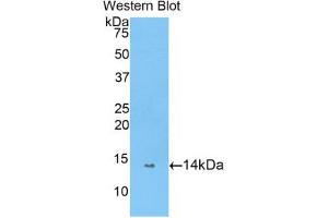 Western blot analysis of the recombinant protein. (PIN4 antibody  (AA 23-130))
