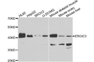 Western blot analysis of extracts of various cell lines, using ERGIC2 antibody. (ERGIC2 antibody  (AA 55-310))