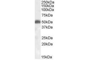 Image no. 1 for anti-Hypocretin (Orexin) Receptor 2 (HCRTR2) (N-Term) antibody (ABIN374884) (HCRTR2 antibody  (N-Term))
