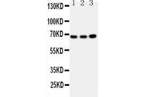 Western Blotting (WB) image for anti-Guanylate Binding Protein 1, Interferon-Inducible (GBP1) (AA 566-589), (C-Term) antibody (ABIN3042677)