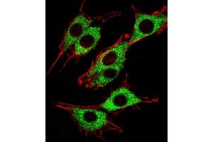 Fluorescent image of PC12 cells stained with Pink1(115-213) Antibody (ABIN387803 and ABIN2843897). (PINK1 antibody)