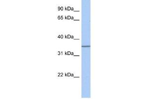 GLT6D1 antibody used at 1 ug/ml to detect target protein. (GLT6D1 antibody  (Middle Region))