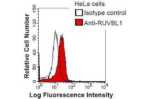 HeLa cells were fixed in 2% paraformaldehyde/PBS and then permeabilized in 90% methanol. (RUVBL1 antibody)