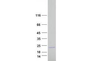 Validation with Western Blot (BCL2-Like 15 Protein (BCL2L5) (Myc-DYKDDDDK Tag))