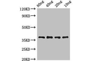 Western Blot Positive WB detected in Recombinant protein All lanes: lplA antibody at 2 μg/mL Secondary Goat polyclonal to rabbit IgG at 1/50000 dilution predicted band size: 38 kDa observed band size: 38 kDa (LplA (AA 1-338) antibody)