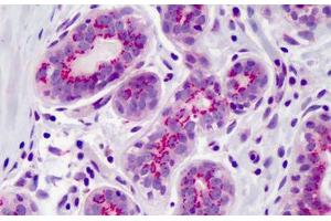 Anti-PPAR Delta antibody IHC of human breast. (PPARD antibody  (AA 39-54))