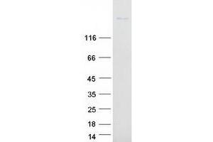 Validation with Western Blot (Sialoadhesin/CD169 Protein (Myc-DYKDDDDK Tag))