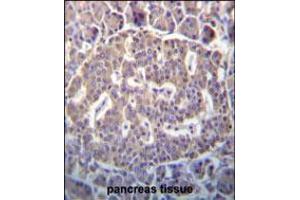 SCYL1 Antibody immunohistochemistry analysis in formalin fixed and paraffin embedded human pancreas tissue followed by peroxidase conjugation of the secondary antibody and DAB staining.