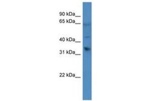 Image no. 1 for anti-Olfactory Receptor, Family 1, Subfamily D, Member 2 (OR1D2) (C-Term) antibody (ABIN6746642)