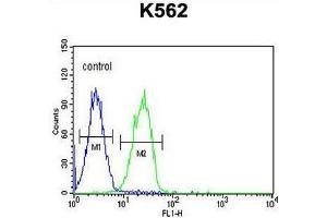 CLM1 Antibody (N-term) flow cytometric analysis of K562 cells (right histogram) compared to a negative control cell (left histogram).