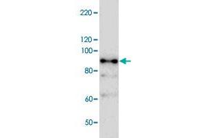 Western blot analysis of bacterial lysate of MBP-fused antigen partial protein with Nbr1 polyclonal antibody .