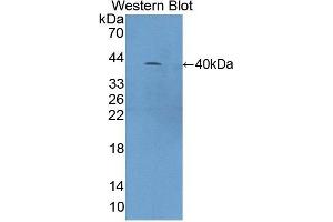 Western blot analysis of recombinant Mouse C4a. (C4A antibody  (AA 678-761))