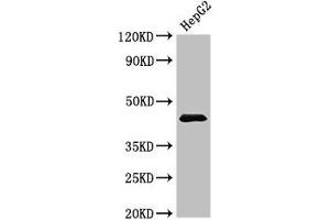 Western Blot Positive WB detected in: HepG2 whole cell lysate All lanes: PSMC5 antibody at 3. (PSMC5 antibody  (Regulatory Subunit 8))
