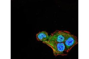 Immunofluorescence analysis of Hela cells using THAP1 mouse mAb (green). (THAP1 antibody  (AA 1-213))