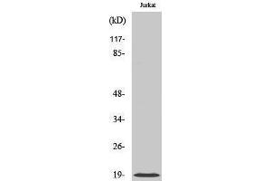 Western Blotting (WB) image for anti-Cofilin 1 (CFL1) (Ser245) antibody (ABIN3183994) (Cofilin antibody  (Ser245))