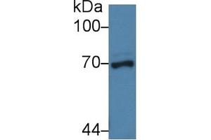Detection of NUP62 in Porcine Liver lysate using Polyclonal Antibody to Nucleoporin 62 (NUP62) (NUP62 antibody  (AA 186-432))