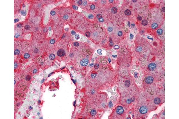 F2RL2 antibody