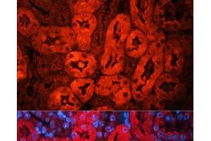 Immunofluorescence analysis of Mouse kidney using LCN2 Polyclonal Antibody at dilution of 1:100. (Lipocalin 2 antibody)