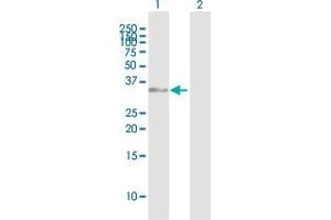 Western Blot analysis of PIR expression in transfected 293T cell line by PIR MaxPab polyclonal antibody. (Pirin antibody  (AA 1-290))