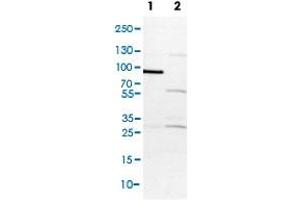 Western Blot (Cell lysate) analysis of (1) NIH-3T3 cell lysate (Mouse embryonic fibroblast cells) and (2) NBT-II cell lysate (Rat Wistar bladder tumour cells). (USP33 antibody)