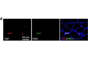 Specificity of Pdgfrβ-driven Cre. (PEG3 antibody  (AA 1501-1588))