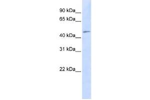 Western Blotting (WB) image for anti-Chromosome 3 Open Reading Frame 17 (C3orf17) antibody (ABIN2458889) (C3orf17 antibody)