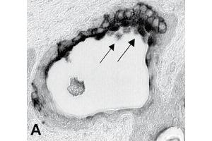 Immunohistochemistry image of uroguanylin staining in cryosection of human prostate. (GUCA2B antibody)