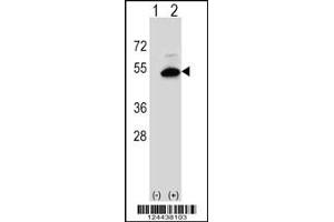 Western blot analysis of SGMS2 using rabbit polyclonal SGMS2 Antibody using 293 cell lysates (2 ug/lane) either nontransfected (Lane 1) or transiently transfected (Lane 2) with the SGMS2 gene. (Sphingomyelin Synthase 2 antibody  (C-Term))