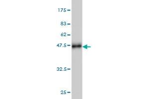 Western Blot detection against Immunogen (36. (SIRT1 antibody  (AA 456-555))