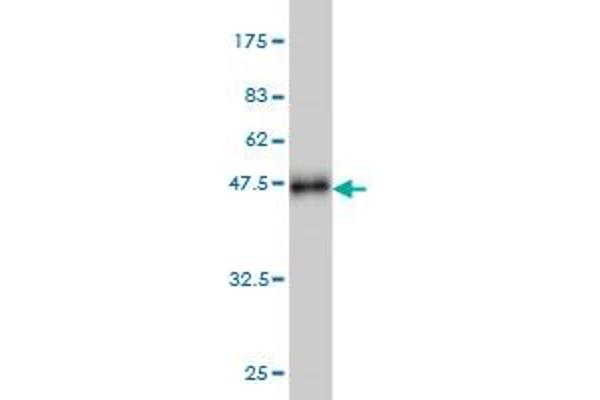 SIRT1 antibody  (AA 456-555)