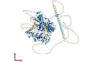 AlphaFold protein structure predicition of Mouse Recombinant Paxip1 Protein, UniprotID Q6NZQ4 (PAXIP1 Protein (AA 1-1056) (His tag))