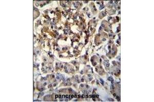 SEC14L5 Antibody (Center) (ABIN655563 and ABIN2845065) immunohistochemistry analysis in formalin fixed and paraffin embedded human pancreas tissue followed by peroxidase conjugation of the secondary antibody and DAB staining. (SEC14L5 antibody  (AA 448-477))