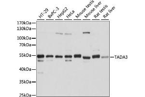 Western blot analysis of extracts of various cell lines, using T antibody (ABIN7270900) at 1:1000 dilution. (TADA3L antibody  (AA 270-369))