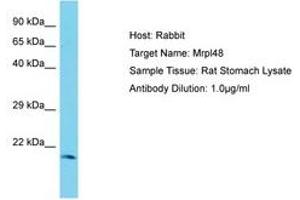 Image no. 1 for anti-Mitochondrial Ribosomal Protein L48 (MRPL48) (C-Term) antibody (ABIN6750370)