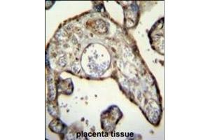 MNDA Antibody (N-term) (ABIN655190 and ABIN2844806) immunohistochemistry analysis in formalin fixed and paraffin embedded human placenta tissue followed by peroxidase conjugation of the secondary antibody and DAB staining. (MNDA antibody  (N-Term))