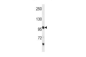 PCDH18 Antibody (C-term) (ABIN657510 and ABIN2846534) western blot analysis in mouse liver tissue lysates (35 μg/lane). (PCDH18 antibody  (C-Term))