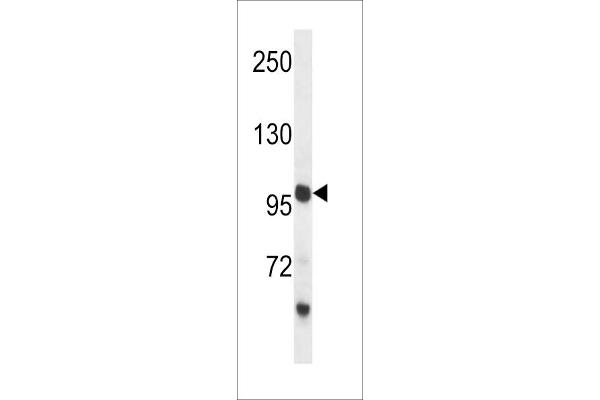 PCDH18 antibody  (C-Term)